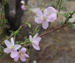 Image result for Hibiscus micranthus