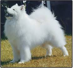 I have been helping the owner with this puppies since they were 1 month but he sadly cannot keep them how. Samoyed Puppies And Dogs For Sale Jelena Dogshows