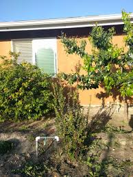 Hours, address, evergreen resort reviews: Evergreen Huckleberry Vaccinium Ovatum Pictures Growing Fruit