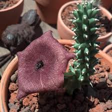 Image result for Hoodia