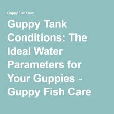 Guppy Tank Conditions The Ideal Water Parameters For Your Guppies Guppy Fish Care Guppy Fish Fish Care Guppy