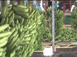 La Production De Banane De Guadeloupe Martinique Youtube