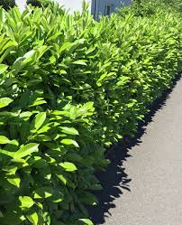 Auf diese weise werden stellen im garten, die im schatten liegen, wunderbar dekoriert und das. Muller Munchehof Pflanzen Gmbh Pflanzen Fur Forst Landschaft Und Garten Kirschlorbeer Im Topf Container
