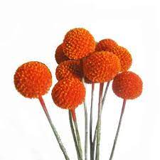 Craspedia Billy Balls Orange Flower Orange Flowers Billy Balls Craspedia