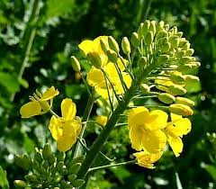 Image result for Brassica