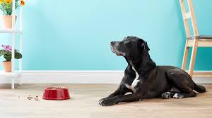 A cup is a cup, oh yup, oh yup, unless that cup is the cup my vet talks up! How Often Should You Feed A Dog Bechewy