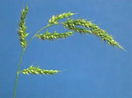 Image result for Echinochloa brevipedicellata