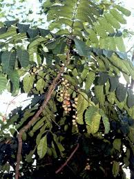 Image result for Aphanamixis