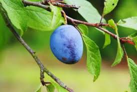 I need to pick a group of trees which are native to uk for an area of land. Missouri Trees With Edible Fruit