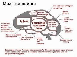 Otvety Mail Ru Vse Zhenshiny Schitayut Chto U Muzhchiny Mozgi Mezhdu Nog