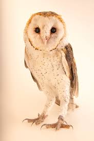 Eastern Barn-Owl (Tyto javanica stertens) - Joel Sartore