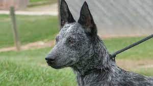 He is trained to walk on a lead and was socialised as a puppy. Australian Stumpy Tail Cattle Dog Price Temperament Life Span