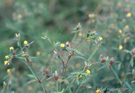 Image result for Stylosanthes