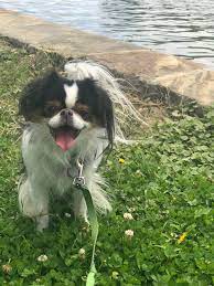 Pin By Wanda Baron On Japanese Chin Japanese Chin Cute Puppies Puppies