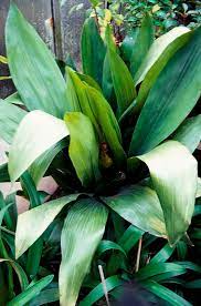 Available to the rest of australia spring 2018. 8 Shade Loving Plants For Your Garden Better Homes And Gardens