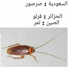 Pin By Coco Perla On Blagues Algeriennes Animals