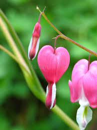Bleeding Hearts Dutchman S Trousers Dicentra Spectabilis On A Branch Affiliate Dutchman Heart Bleeding Hearts Royalty Free Stock Photos Stock Photos