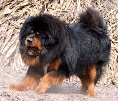 Ancient Breed Of Dog Animals Pets Ancient Dog Breeds