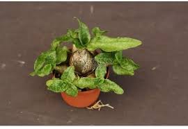 Image result for Ledebouria cordifolia