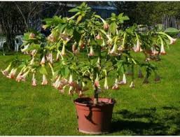 Image result for durman obecný plod