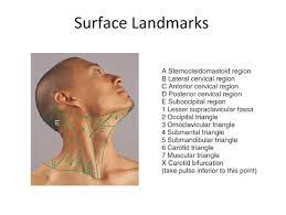 Each parotid gland has two parts, or lobes: Neck Anatomy Diagram Quizlet