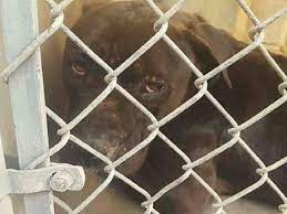 Petharbor Com Animal Shelter Adopt A Pet Dogs Cats Puppies Kittens Humane Society Spca Lost Found Animal Shelter Humane Society Kittens