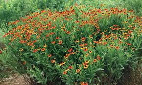 Items 1 to 40 of 104 total. Helenium Mardi Gras Helen S Flower Rozanne And Friends