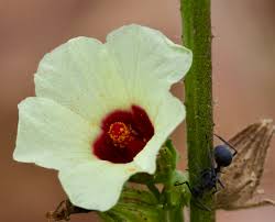 Image result for Hibiscus nigricaulis