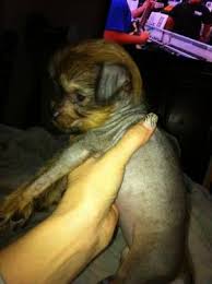 Browse search results for chinese crested puppies mix for sale in new mexico. 8 Week Old Male Chinese Crested For Sale In Indianapolis Indiana Classified Americanlisted Com