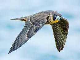 Peregrine Falcon Birds Of Prey Animals Pin On Hawks N Falcons