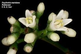 Image result for Psychotria palustris