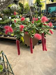 Image result for Acalypha hispida