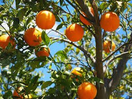 Naranja te ofrece promociones y descuentos exclusivos en supermercados, hipermercados y farmacias en todo el país. Top 10 Productores De Naranjas Marketing Y Publicidad Alimentos Bebidas Y Gran Consumo