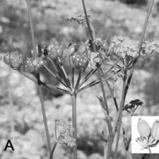 Image result for Lefebvrea grantii