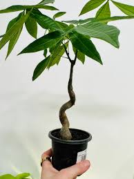 Image result for Pachira