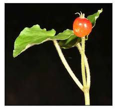 Image result for Geophila repens