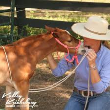 22 Foal Handling Line Soft Driving Lines Foals Horse Training Human Environment