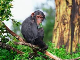 Maybe you would like to learn more about one of these? Monkey B Virus What Is It Symptoms Prevention And All You Need To Know About It The Times Of India