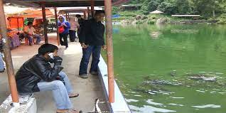 Apakah kamu pernah mendengar nama ikan discus? Ikan Sungai Janiah Di Sumbar Bila Ditangkap Dan Dimakan Ini Akibatnya