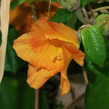 Image result for Hibiscus mechowii