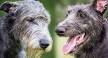 Irish Wolfhound Puppies For Sale - AKC PuppyFinder