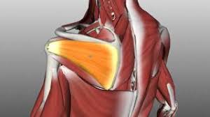 Learn faster with interactive shoulder quizzes, diagrams and worksheets. Rotator Cuff Physiopedia