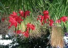 Image result for Hesperantha