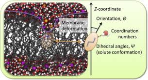 Solution or across a semipermeable membrane. Permeability Across Lipid Membranes Sciencedirect