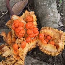 Image result for Moraceae