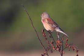 Image result for Lijndenia sp. cf barteri