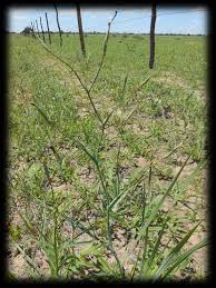 Image result for Ferraria glutinosa