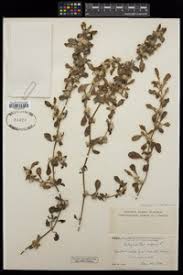 Image result for Alternanthera caracasana
