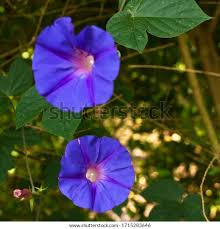 Image result for Ipomoea involucrata