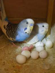 Parakeet Eggs With Parents Beautiful Birds Pet Birds Pretty Birds